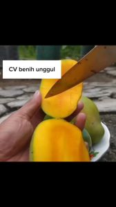 Bibit Mangga Gadung Hasil Okulasi