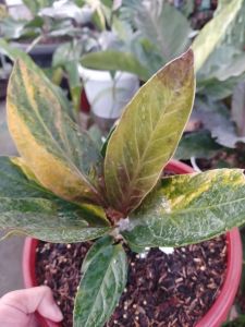 Anthurium jemani pink