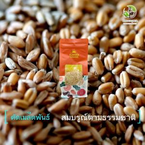 Summer grains ธัญพืชอินทรีย์ เมล็ดข้าวสาลี เมล็ดข้าวโอ๊ต ฟักทอง อัลมอนด์ ข้าวฟ่าง งาม้อน