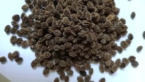 เมล็ดมะละกอเตี้ยชุมแพ มี 30-40 เมล็ดเป็นพันธุ์เตี้ยแท้ ลำต้นอวบใหญ่ ติดลูกดกมาก เนื้อหนาแน่นกรอบ