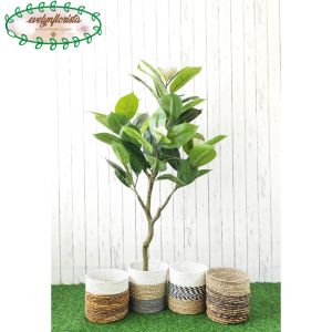Pohon Hias Artificial Tanaman Daun Magnolia Latex Cover Seagrass Dekorasi Ruang Tamu Hiasan Rumah Aesthetic