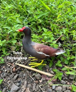 Patung Burung Mandar / Mandar batu / Mandar Besar