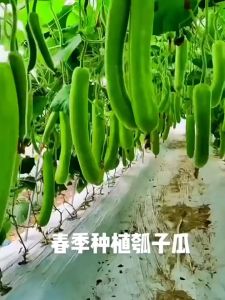 Long Bottle Gourd Seeds-20 Seeds Giant Long Variety Loofah Sponge Gourd UPO Vegetable Seeds Pugua Seeds for Planting Gourd Plants Seeds