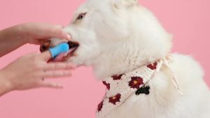 Bàn chải đánh răng cho Chó Mèo 360 độ xỏ ngón (mẫu mới) - Love Pets Shop