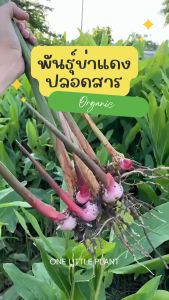 ต้นข่า ต้นแดงพันธุ์ข่าตาแดง ข่า คัดพิเศษ ปลูกง่ายทนแล้ง 1 กิโลกรัม