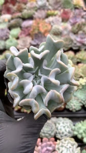 Sen Đá cúc trắng size bầu 5-7 cm cây già khỏe