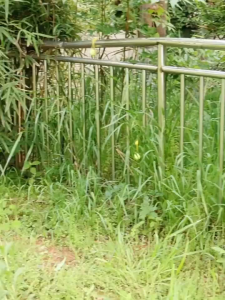 【Lasts 120 days】Snake repellent pills Snake repellent ball Strong repellant outdoors indoor Plant formula safe