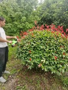 Cordless Hedge Trimmer 20 in with Battery Electric Shrub Grass Trimmer Pruning Saw Dual-Action Blades Brushless Hedge Trimmer Heavy Duty Outdoor Garden Power Tools Rechargeable Electric Shrub Grass Trimmer Pruning Saw Garden Tools Trim Hedge Trimmer