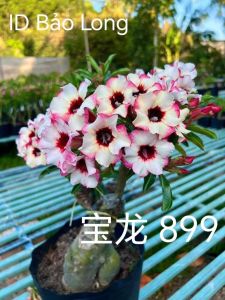 Adenium Obesum Bonsai ID 899 Bao Long 宝龙 富贵花