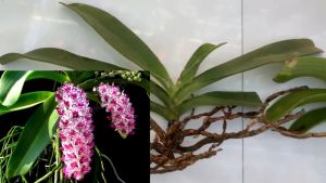 Lan rừng ngọc điểm hoa nở ngày tết hoa thơm lâu tàn