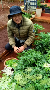 Hạt Giống Cây Sâm Đương Quy – Gói 100 Hạt – Seeds1