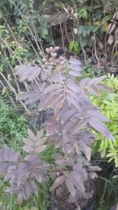Pohon Kelengkeng Merah Ruby Longan Asli Sudah Berbuah