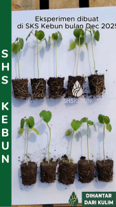 Baja Akar Mycorrhizal Fungi 菌根菌 根肥 Kulat Tanah Mycorrhizae Mychorizal Care Organic Fertilizer Baja Organik SHS KEBUN