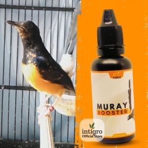 Vitamin Murai Trotol Agar Gacor / Vitamin Burung Murai Batu Trotolan / Doping Burung Murai Trotol Vitamin Burung 100% Organik Muray Booster 30 Ml - Lazada