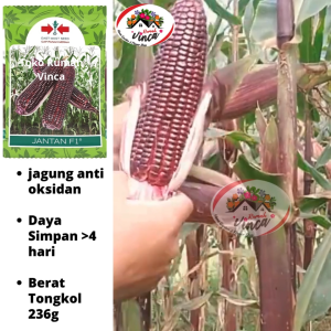 Benih Bibit Jagung Pulut Ungu Jagung Kesehatan JANTAN F1 1750 butir Cap Panah Merah