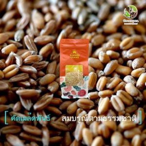 Summer grains ธัญพืชอินทรีย์ ข้าวฟ่าง งาม้อน เมล็ดข้าวสาลี เมล็ดข้าวโอ๊ต ฟักทอง อัลมอนด์