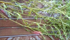 Cây Diệp Hạ Châu Tươi 1kg hay cây chó đẻ răng cưa khách đặt mới hái trong ngày