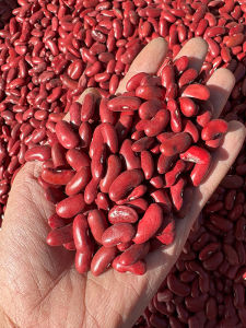 Large Red Kidney Beans 500g*3 Pack  Harvest Self-Produced Premium Quality Flat Red Beans from Luoyang City Shanxi Province