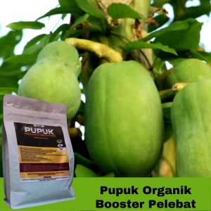Pupuk Pepaya Organik Granule California Booster Cepat Berbuah & Penyubur Pohon untuk Hasil Lebat