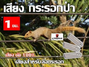 เสียง จีบกระรอก นาน 1 ชั่วโมง USB แฟลชไดร์ฟ สำหรับ ใช้ล่อ กระรอก หมาๆๆ
