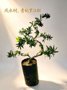 FengShui Bonsai tree Plants 贵妃罗汉松 outdoor decoration ,Small leaf series