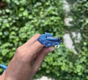 ไม้ล่อปลาปลาป่ามหาชัยน้ำเงิน