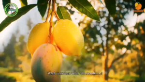 บำรุงผล  เร่งขยายผล โตเต็มที่ เพิ่มน้ำหนัก รสชาติหวาน ลดผลร่วง ผลแข็งแรง ลดรอยแตก ผิวเงา ผิวสวย