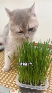 Cat Grass Seed Cat Grass Set Biji Benih Rumput Kucing healthy cat food hairball solution