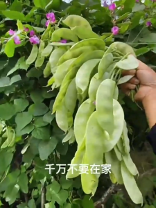 15เมล็ด เมล็ดพันธุ์ถั่วแปบ เมล็ดถั่วแปบ ปลูกง่าย โตไว ผลดกมาก ทานอร่อย ผักสวนครัว พืชผัก