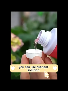 300ml Bougainvillea Fertilizer for Bougainvillea Can Dilute 150KG of Water Complete Fertilizer for Plant Flower Promoting Growth Bougainvillea Supplies