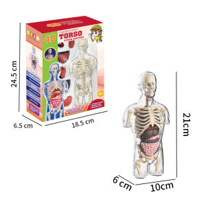 4D transparent half body torso model textbook teaching aids proportional model environmentally friendly model