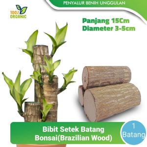 Stek Batang Tanaman Hanjuang Bahan Bonsai - Hanjuang Hijau Stek Brazilian Wood 15cm