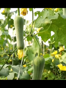 ต้นกล้าเมล็ดฟักทองต้นกล้าต้นกล้าต้นอ่อนต้นกล้า