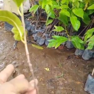 Bibit Sukun Bangkok Jumbo Berkualitas