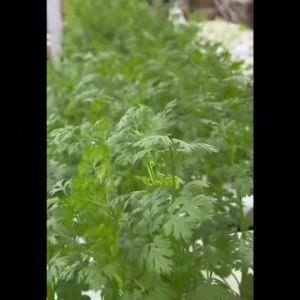 AAA 🇹🇭 ผักซอง สามเอ A164 แตงร้าน ตำแตง เมล็ดพันธุ์ เมล็ดพันธุ์ผัก ผักสวนครัว, ผักซอง สามเอ 164 กรัม, ตรา AAA