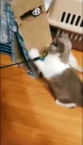 Tongkat Kucing Lucu Mainan Kucing Mainan Hewan Peliharaan Cat Toys Aerizoo