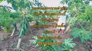 เมล็ดพันธุ์ มะละกอแขก นวล ดำเนิน ขนาด 100x50x5 ประมาณ 5000-6000 กรัม