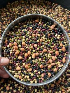 ถั่วรวม5สี คัดสวยสะอาดใหม่สด นึ่งให้นกแก้วกิน ขนาน 1kg