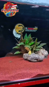 Aquarium Sand Aquascape Premium Ultra Fine Red Sand – Perfect for Betta Enthusiasts Shrimp Tanks Natural TIA Nut Substrate Malang Moza Bali Style Biotope & Paludarium Setup – Enhances Plant Growth Safe for Aquatic Life pH Neutral Rich Color Base