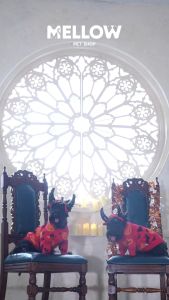 HALLOWEEN SWEATHER เสื้อสำหรับการวัดการสู้ (เสื้อสำหรับน้องหมาน้องเเมว)