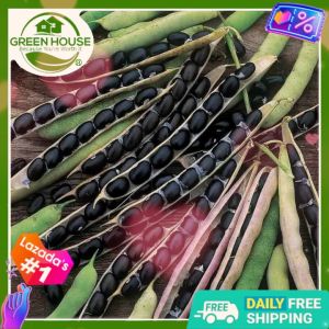 Green House® - Black Soya Beans Seeds for Planting Vegetable Plants (10 Seed) incl. Instruction Korean SOY Edamame