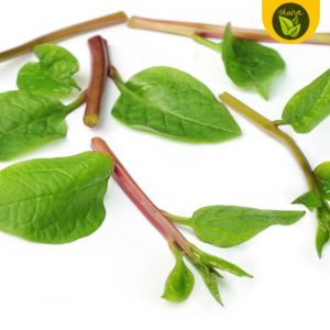100 seeds for planting binhi pantanim alugbati malabar spinach