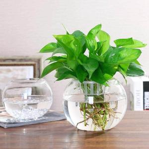 CHUICHUNFENG | Water Cultivation Plant Transparent Glass Vase
