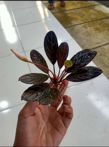 buche dark archilies/scelaton king/SK tanaman aqusacape