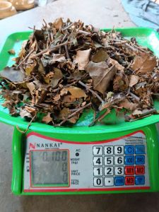 Benalu kopi kering asli/benalu pohon kopi obat herbal