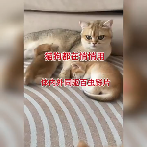 Insect repellent for pets both inside and outside the body 宠物体内外驱虫药 (犬猫通用)Natural plant extracts are safe and easy to consume for both dogs and cats