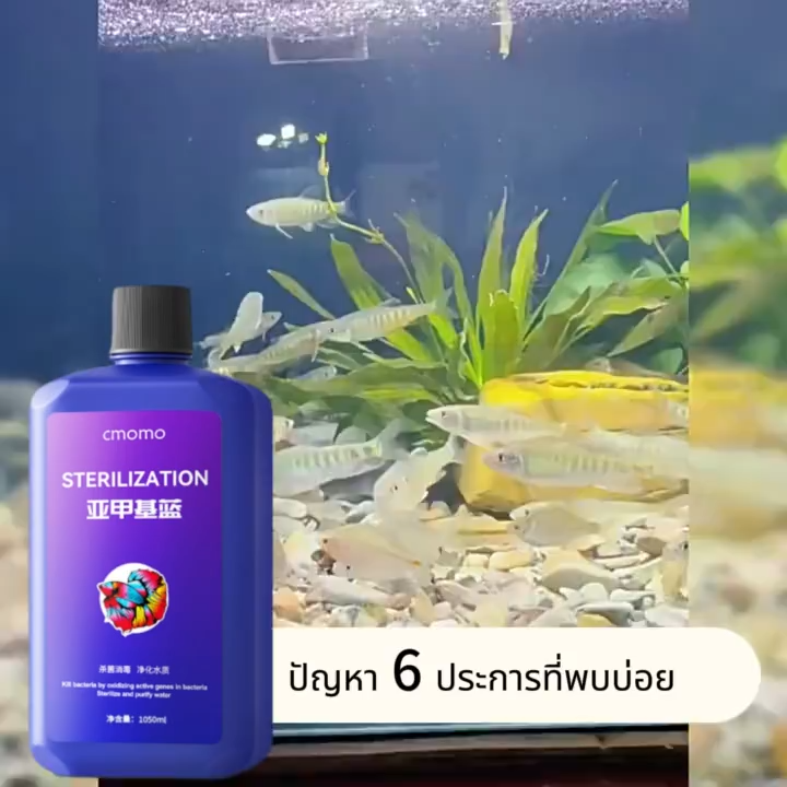 Methylene Blue สามารถรักษาอาการจุดด่างด เกล็ดหลุ ตัวปลาเน่า อาการแดงและบวม หางปลาเน่ จุดด่างแดงและโรคปลาอื่น