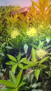 เมล็ดพันธุ์ดอกรักแรกพบ First love flower Seed Mix