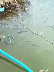 💗🙋‍♀️💗水霉净鱼缸专用水霉强效抗菌杀菌鱼塘养殖消毒除臭抑菌石绿