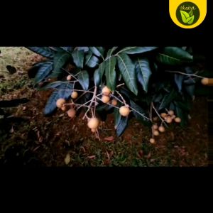 Longan Fruit (Similar to Lychee) 5 Seeds Outdoor Plant Tree Loquat Tree For Sale - Lazada